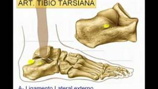 Articulacion del Tobillo Diagnostico x [upl. by Saddler]