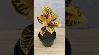 croton plant  gardening growing ytshorts [upl. by Attelliw931]