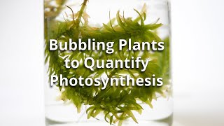 Bubbling Plants Experiment to Quantify Photosynthesis [upl. by Cutlerr844]