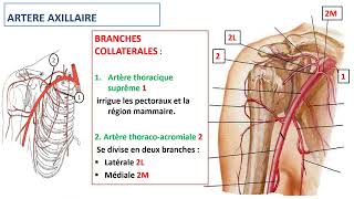 Vascularisation du membre thoracique [upl. by Ghiselin]