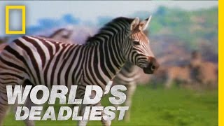 Zebra vs Zebra  Worlds Deadliest [upl. by Tomkins236]