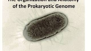 Anatomia de los genomas procariotas [upl. by Luce]