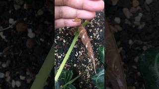 This Anthurium Magnificum grows two new leaves at once aroid anthurium [upl. by Mot100]