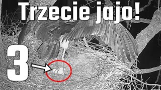 Bocian czarny Bolewice N2000 🥚🥚🥚Trzecie jajo u Skierki i Królewicza 02042024 [upl. by Ferrick]