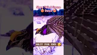 Sharp Tailed Grouse Dance 💃shorts ytshortsviral dance grouse ice mountain comedy funny bird [upl. by Zosi121]