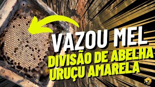 Divisão de abelha bugia uruçú amarela Melipona mondury🐝🐝🐝 [upl. by Kassab]