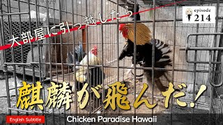 【こりゃ困った！】大部屋に引っ越したら元ケンカ鶏の麒麟が飛んだ！岡崎おうはん EP214 [upl. by Adias952]