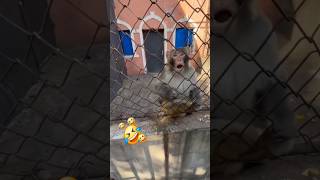 Monkeys funny moments funny monkey shorts [upl. by Atteirneh885]