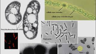 L1SA  Cours de Microbiologie Générale  Partie 2  Bactériologie suite 1 [upl. by Craig722]