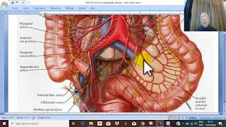 Anatomy Urogenital Module 4  Ureter  part 1   by Dr Wahdan [upl. by Udale]