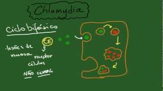 Chlamydia e Clamydophila  Resumo  Microbiologia [upl. by Aianat957]