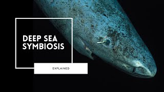 Deep Sea Symbiosis  The Key to Survival [upl. by Eecart]