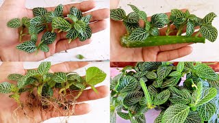 How to grow fittonia  Fittonia cuttings  Easiest Way To grow fittonia cuttings [upl. by Neelyhtak460]