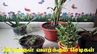 Indoor plants in TamilTamilAirpurifying plants in TamilOxygen giving plants in tamilTamilneithal [upl. by Bashuk966]