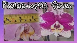 GARDENCENTER ORCHID HAUL GORGEOUS NEW PHALAENOPSIS [upl. by Earased]