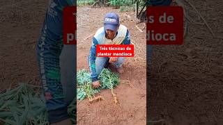 Confira essa experiência de plantio de mandioca plantas agro dicas mandioca [upl. by Bertram41]