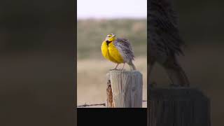 Meadowlark Song birds nature [upl. by Nylcoj]