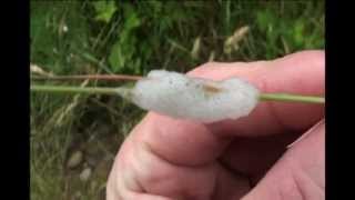 Spittlebug  Family Cercopidae [upl. by Michigan]