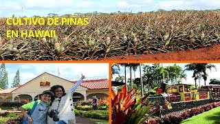 EL MAS FAMOSO CULTIVO DE PIÑAS EN HAWAII [upl. by Armil]