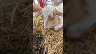 Petting Baby Goats at The Great Allentown Fair allentownfair babygoats pettinggoats allentown [upl. by Horick526]