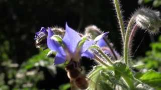 Why Borage Borage and Bees in my Organic Garden [upl. by Combe148]