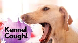 Kennel Cough What it sounds like and how a veterinarian will treat kennel cough [upl. by Sivaj702]