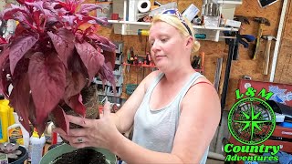 Repotting Flowers fixing brakes and getting the boat ready [upl. by Ardolino]