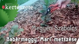 Prunus laurocerasus Mari  Babérmeggy Mari metszése  Megyeri Szabolcs Kertészete [upl. by Ahsiym]