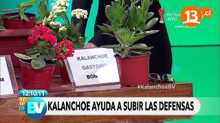 ¿Cómo preparar el kalanchoe  Bienvenidos [upl. by Yelbmik]