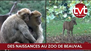 Bébés animaux  c’est la période des naissances au zoo de Beauval [upl. by Pierro25]