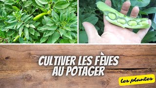 👩‍🌾 Réussir les fèves au potager [upl. by Sorgalim]