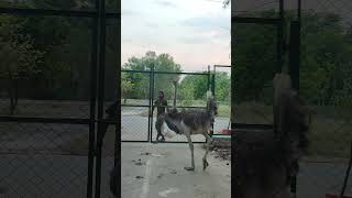 Ostrich 😱😱😱😱 ostricheggs ostrich animals ostringtone ostriches ostrichfarm [upl. by Bindman]