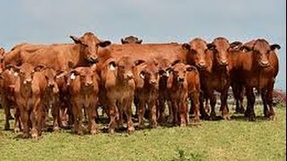 Encuentro de Criadores de Ganado Beefmaster en Texas USA  TvAgro por Juan Gonzalo Angel [upl. by Deb]