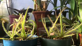 How to grow Carnivorous plants Detailed King Sundew Drosera regia Care and Culture [upl. by Troc]