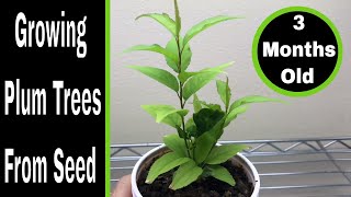 How To Grow Plum Trees From Seed 03 Months [upl. by Enalahs64]