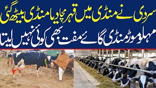 Hf Cow Price Update  Cow Mandi 2024  Malumor Mandi Jhang [upl. by Granese]