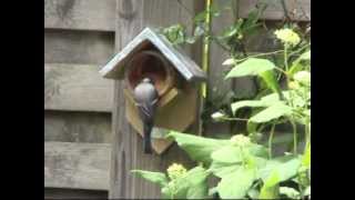 Erdnussbutter Vogelfutterhaus von Esschert Design jetzt bei Dantode [upl. by Aelyak]