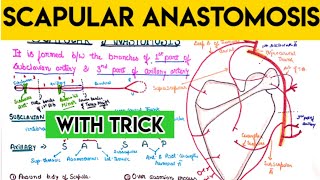 Anastomosis around scapula  scapular Anastomosis [upl. by Klepac242]