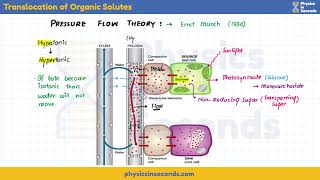 mdcat  Biology  Translocation of Organic Solutes [upl. by Animlehliw]