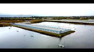 Innovative Tilapia Farming in Neiva Colombia [upl. by Corabel]