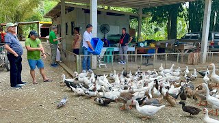 Sariling Gawang Feeds para sa Poultry  Amazing River Stone Tamaraw Falls at White Beach [upl. by Rojam]