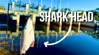 Using A SHARK HEAD for BAIT at a Spillway 🔥 Broke my Rod [upl. by Klina]