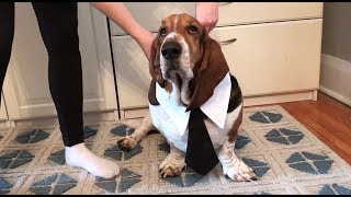 basset getting ready for work [upl. by Chrisoula563]