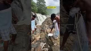 ✨Today ✅Hogenakkal Nethili 🎣Fishing 🫢Falls fishinglife hogenakkalfalls ontrending shortsfeed [upl. by Meelak412]