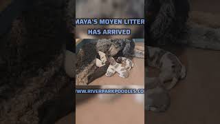 Mayas moyen poodle litter has arrived wwwriverparkpoodlescom poodlepuppy puppy [upl. by Tosch]