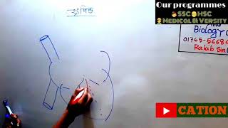 Easiest Steps Of Drawing Heartহৃৎপিণ্ডSSCHSCMedical Admission BiologyRakib SirCMC [upl. by Htevi]