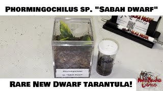 Phormingochilus species quotSabah Dwarfquot tarantula Rehousing Enclosure amp Care Info [upl. by Adnirol]