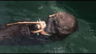 Sea Otters eating King Crab [upl. by Faye935]