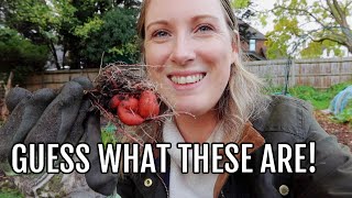 A DAY AT THE ALLOTMENT PLOT  ALLOTMENT GARDENING FOR BEGINNERS [upl. by Debbra]