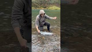 Fresh Chrome Bright Wild Winter Steelhead [upl. by Cyrilla]